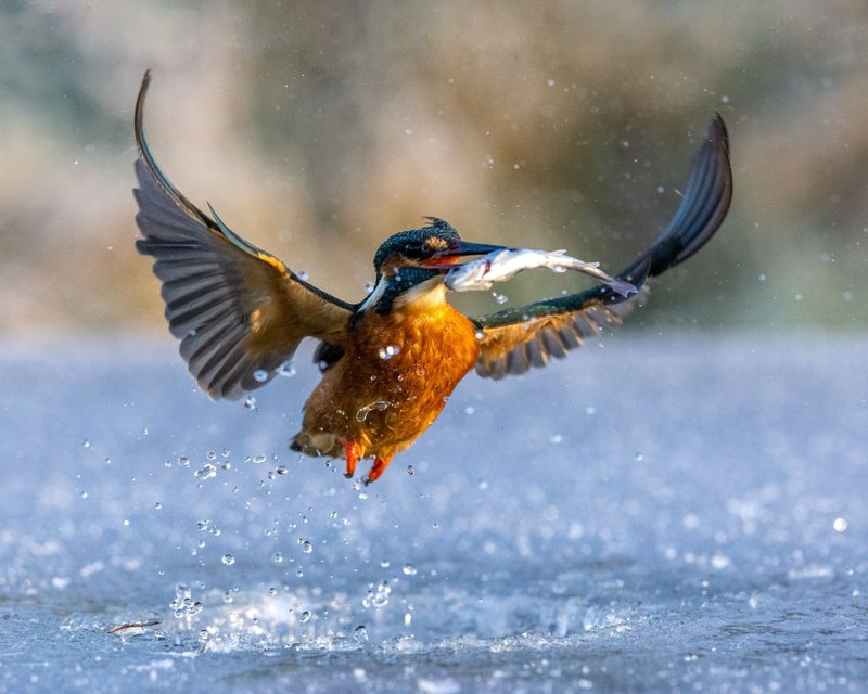 Ice Fishing Casino Game Takes Off in UK Casinos and Online Platforms in United Kigdom