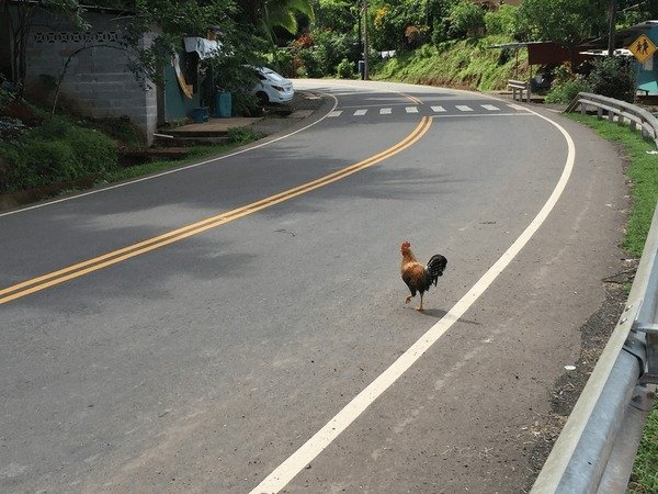 Spain - chicken road oficial