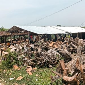 certified teak wood in Indonesia under SVLK standards